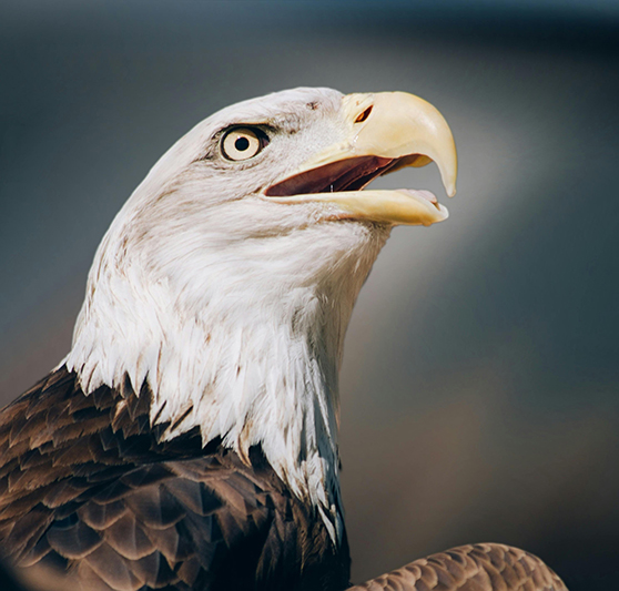 pexels-pixabay-3023451111111111111111111.jpg